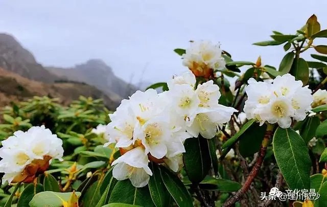 杜鹃是大叶还是小叶