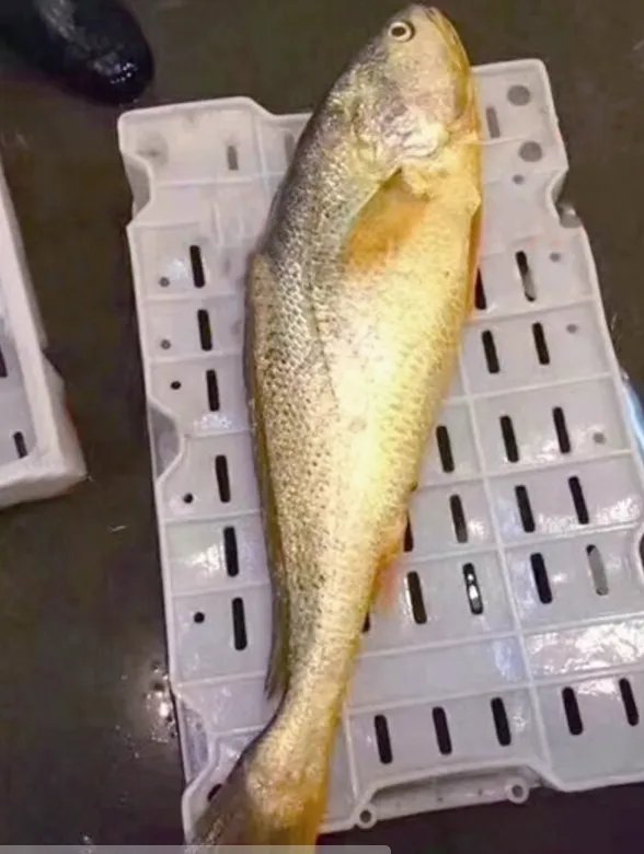 大黄鱼为什么能卖出轿车钱？