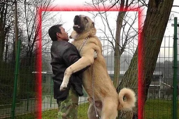 世界十大名犬排行榜 这些狗都很有名价格很高