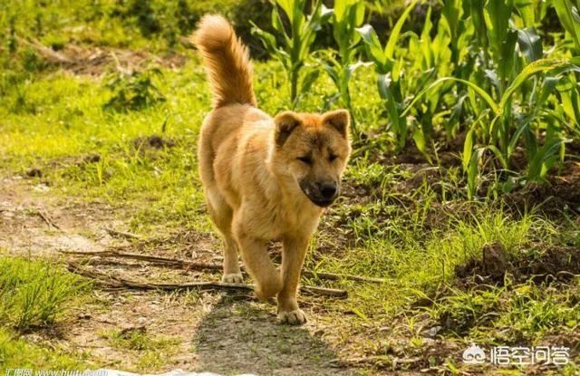 “520”期间，送老婆什么礼物比较好？