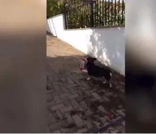 巴西天才狗狗是怎么回事？