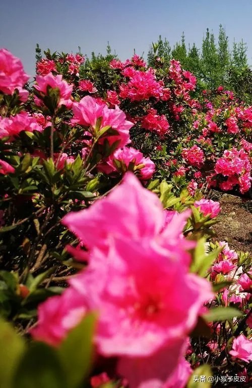 杜鹃是大叶还是小叶