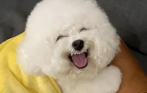 世界十大名犬排名图片