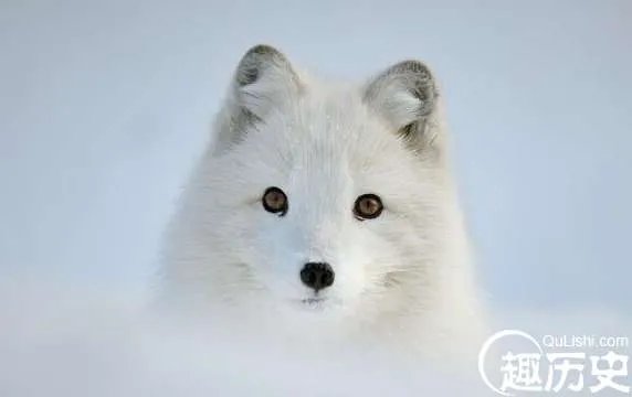 世界上最漂亮的狐狸，北极狐