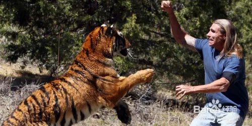 狮子老虎表演时冲出笼子该怎么自救