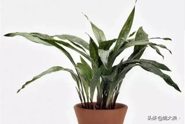 在水里养的花有哪些几种适合在水里养的花？