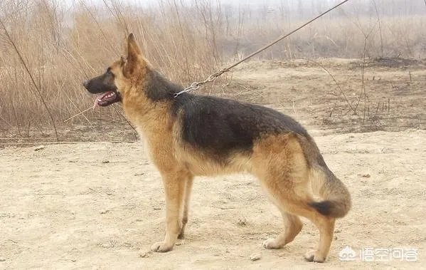 德牧为什么越来越少人养?