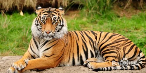 狮子老虎表演时冲出笼子该怎么自救