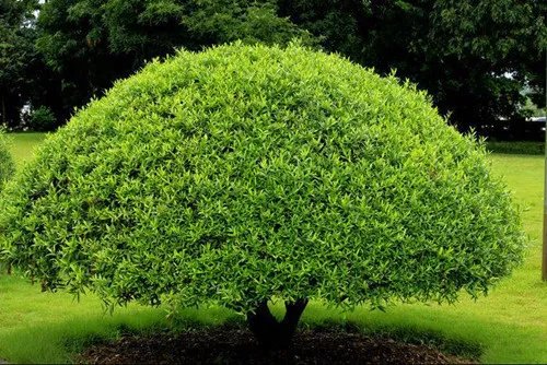 冬青树图片及资料  冬青树有什么药用价值