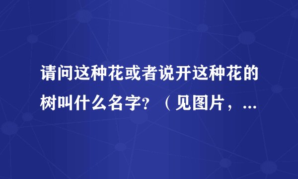 请问这种花或者说开这种花的树叫什么名字？（见图片，摄于新加坡）