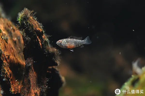 摄影新人经验分享---如何拍摄好那些漂亮的观赏鱼