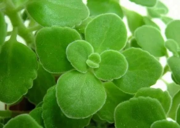 苹果香味的花叫什么名字