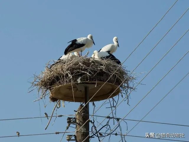 过去鸟筑巢都是在树上，为什么现在都在高压线铁塔上筑巢？