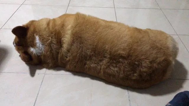 把宠物狗当作土狗养会怎么样?