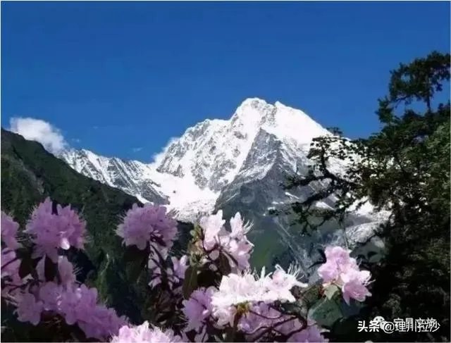 杜鹃是大叶还是小叶