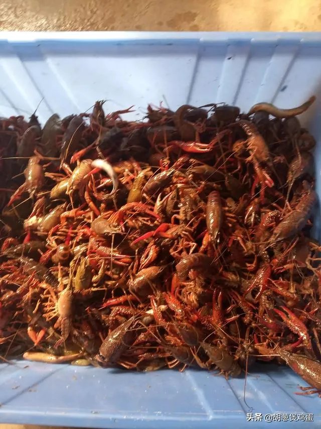 养殖户们连叫亏本,消费者们又大呼吃不起,小龙虾困境如何破解?