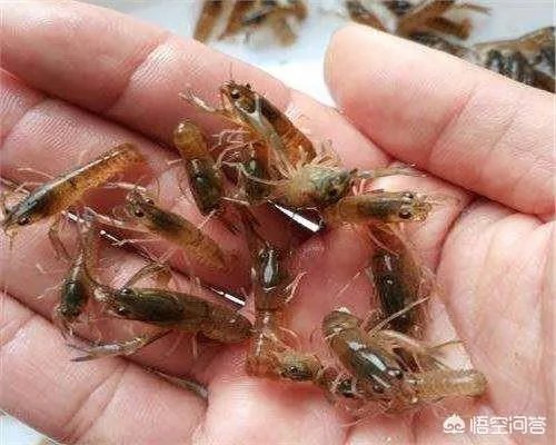 怎么养殖龙虾种苗?