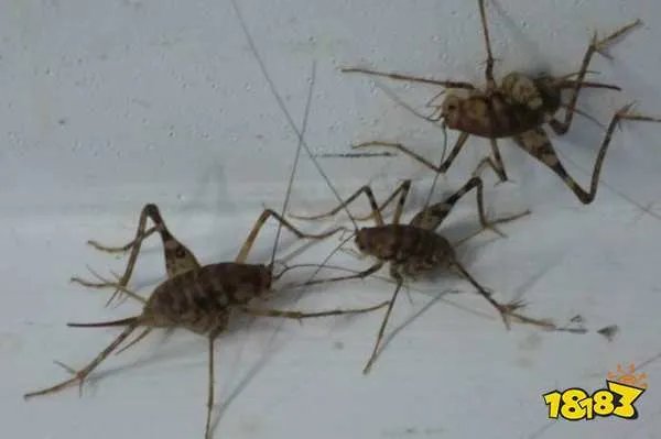 蛛丝马迹中的马指的是什么 蚂蚁庄园每日一题5月26日答案