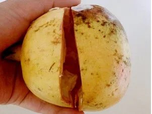 石榴用榨汁机吗