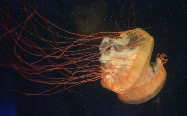 潜水员在深海发现烟花水母，这种水母为何会发光？