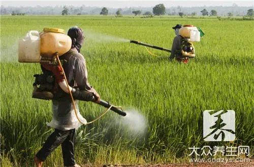 家里发现白蚁怎么办