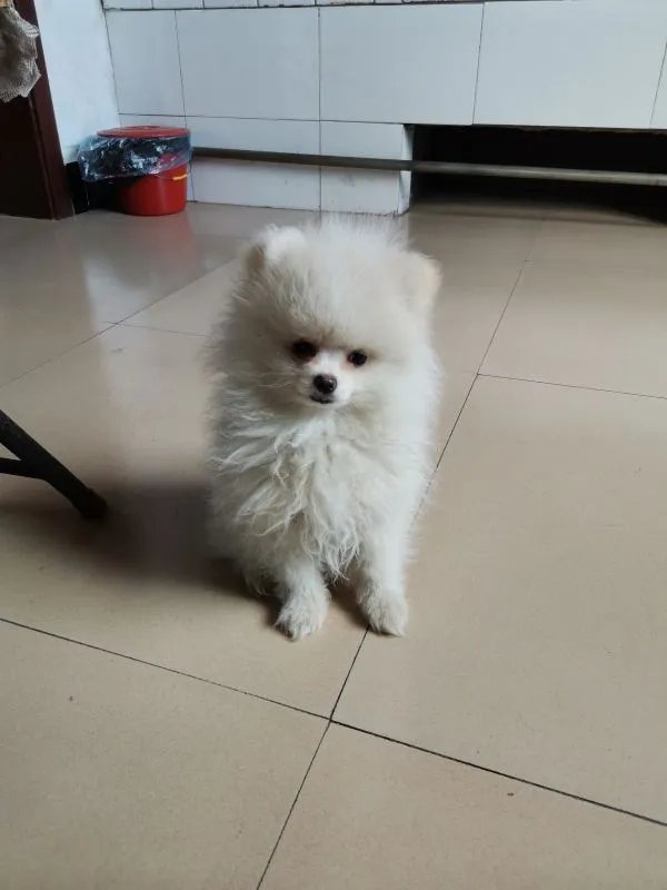 京东/淘宝天猫/拼多多一元购规则 京东/淘宝天猫/拼多多1元购怎么抢购？