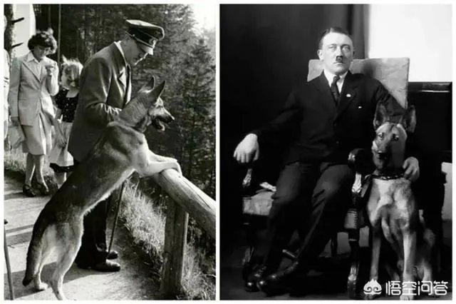 德牧为什么越来越少人养？