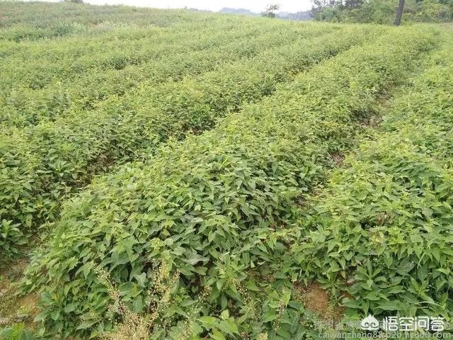 种药材真的能赚钱吗