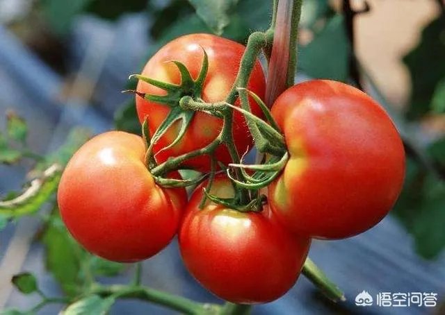 为什么以前的西红柿二三天就坏了，而现在买回来的西红柿一二个星期也不坏？