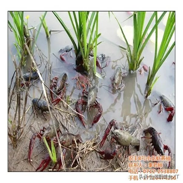 养殖户们连叫亏本,消费者们又大呼吃不起,小龙虾困境如何破解?