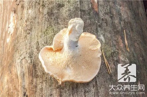  猴头菇如何泡发和清洗