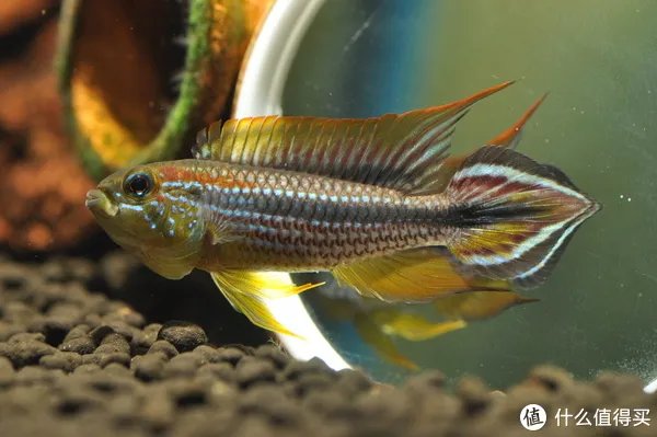 摄影新人经验分享---如何拍摄好那些漂亮的观赏鱼