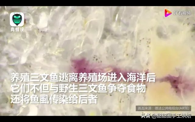 各地纷纷下架三文鱼，现在三文鱼还能吃吗？