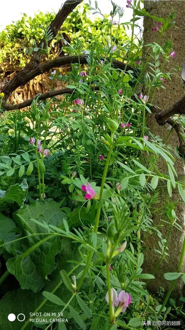 野豌豆到底有没有毒，能不能当菜吃，有吃过的朋友吗？怎么吃比较好？