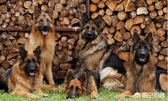 德牧为什么越来越少人养?