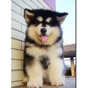 阿拉斯加雪橇犬的性格特点和内心世界