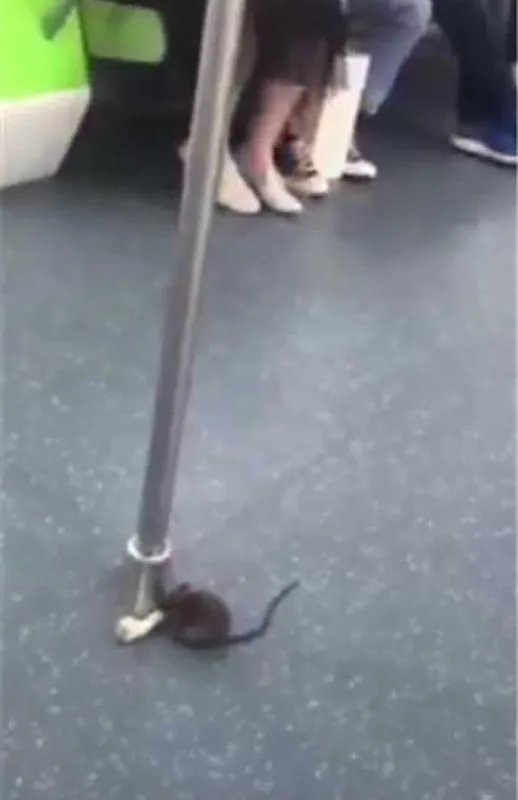 地铁车厢现老鼠谁的责任？