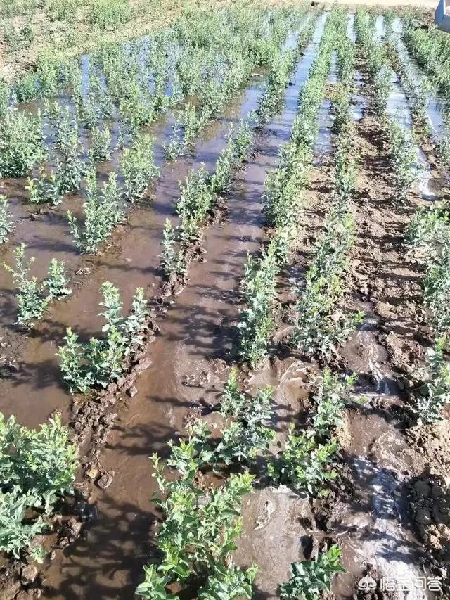 种药材真的能赚钱吗