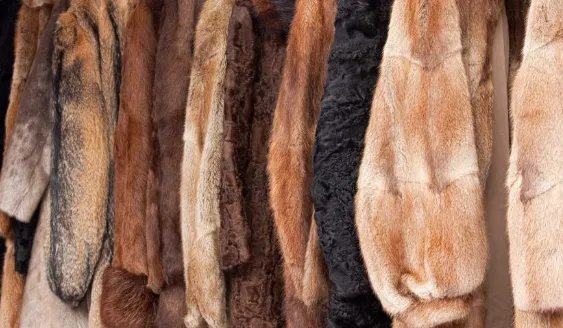 被批多年，奢侈品牌加拿大鹅将弃用毛皮，该公司为何突然醒悟了？