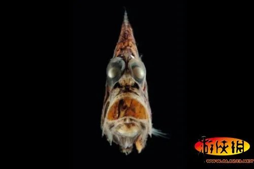 黑角安康鱼长相骇人！盘点绝对惊爆眼球的海洋丑鱼