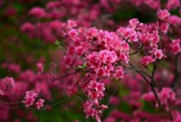 杜鹃是大叶还是小叶