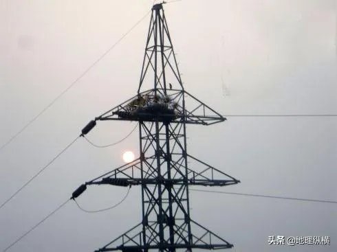 过去鸟筑巢都是在树上，为什么现在都在高压线铁塔上筑巢？