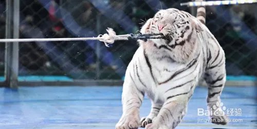狮子老虎表演时冲出笼子该怎么自救