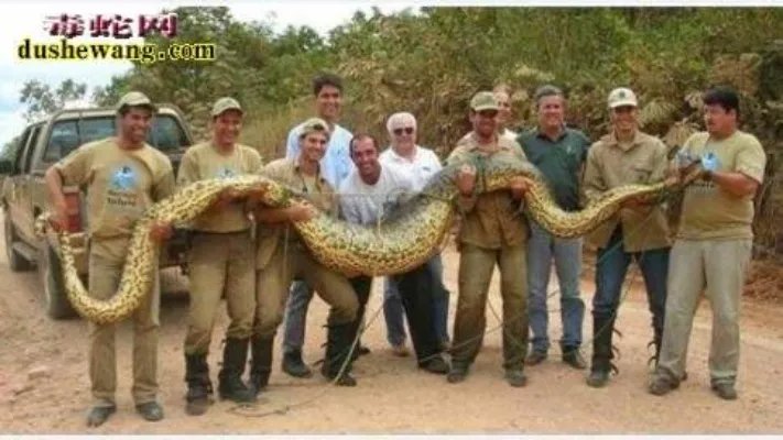 挖掘机挖出巨蛇事件是真是假：据说挖掘机挖出16米长巨蛇