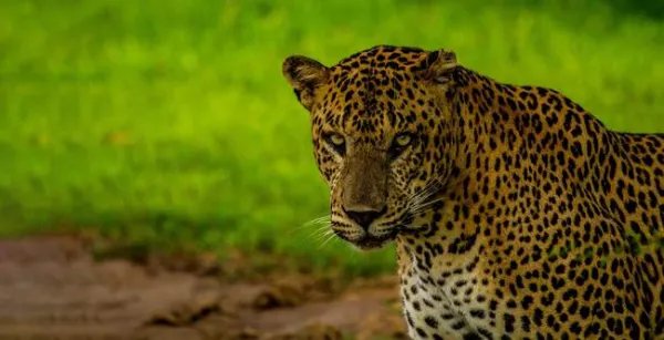 杭州3只金钱豹4月19日已外逃，金钱豹外逃会带来哪些风险？