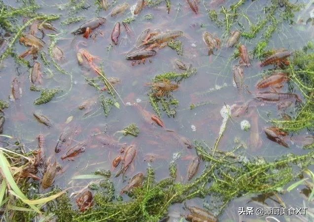 养殖户们连叫亏本,消费者们又大呼吃不起,小龙虾困境如何破解?