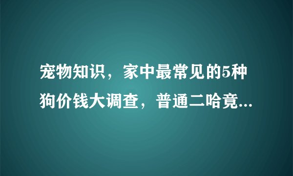 宠物知识,家中最常见的5种狗价钱大调查,普通二哈竟然这么便宜