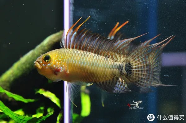 摄影新人经验分享---如何拍摄好那些漂亮的观赏鱼