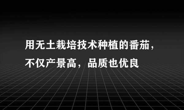 用无土栽培技术种植的番茄，不仅产景高，品质也优良