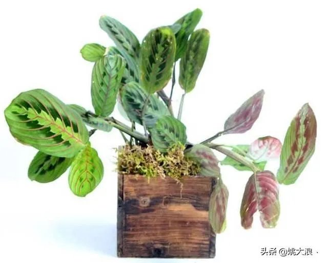 在水里养的花有哪些几种适合在水里养的花？